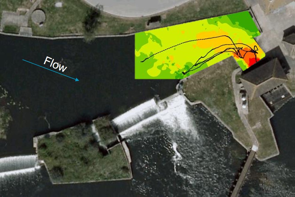 Fish response to velocity gradients ICER